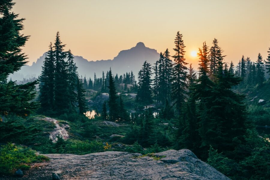 The True Environmental Cost of Print